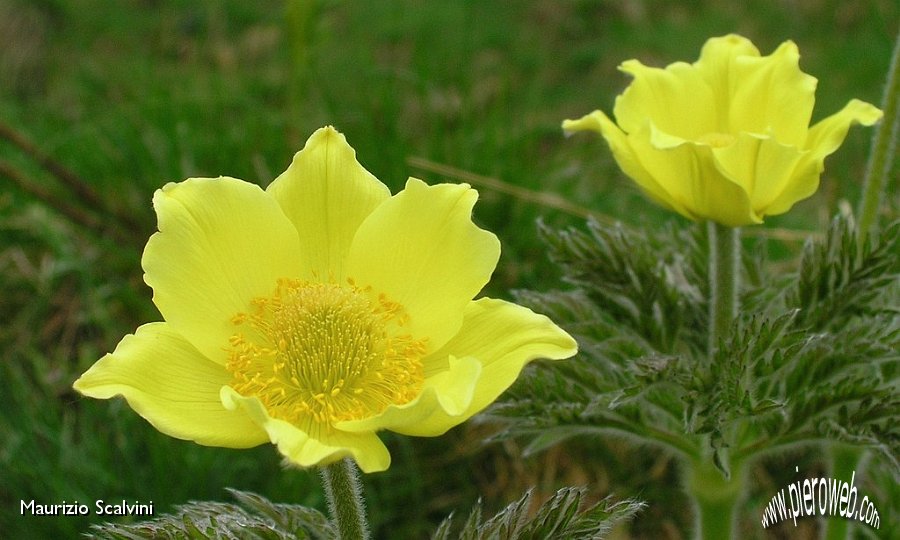 20 Pulsatilla Alpina.JPG